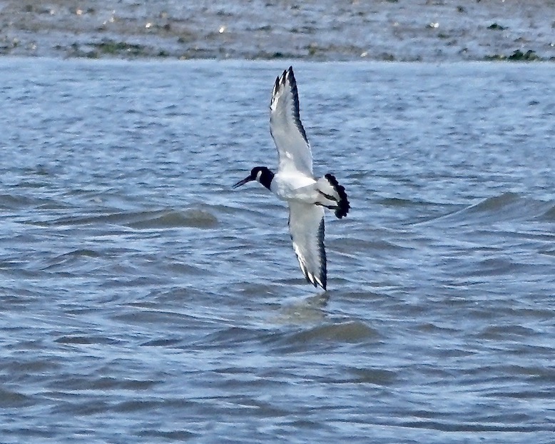 oystercatcher